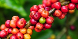 Nguồn gốc và hành trình 100 năm của cà phê trên đất Việt? 