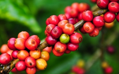 Nguồn gốc và hành trình 100 năm của cà phê trên đất Việt? Nguồn gốc và hành trình 100 năm của cà phê trên đất Việt?