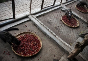 Tìm hiểu về Chồn Hương làm cà phê Tìm hiểu về Chồn Hương làm cà phê