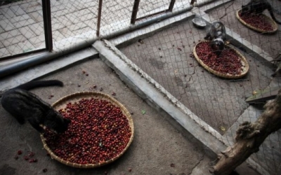 Tìm hiểu về Chồn Hương làm cà phê Tìm hiểu về Chồn Hương làm cà phê